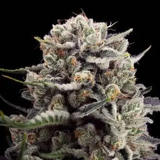 B-45 cannabis seeds by Silent Seeds