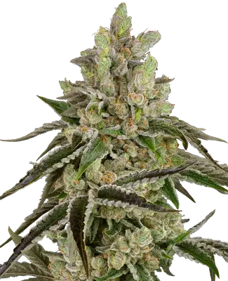 B-Funk cannabis seeds