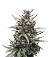 Baby Boom cannabis seeds
