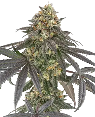 Baby Gremz cannabis seeds by Champelli