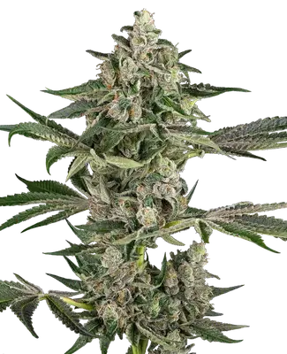 Bad Apple cannabis seeds