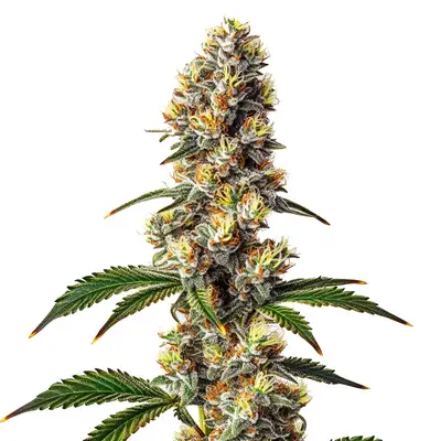 Badazz Cheese cannabis seeds by Blimburn Seeds