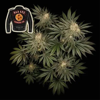 Badazz Cookies OG cannabis seeds