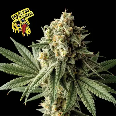 Badazz OG Cheese cannabis seeds