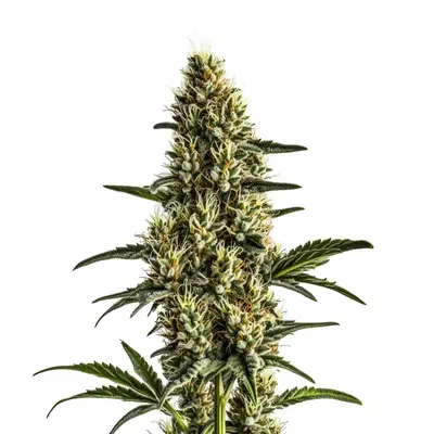 Badazz Rolex cannabis seeds by Blimburn Seeds