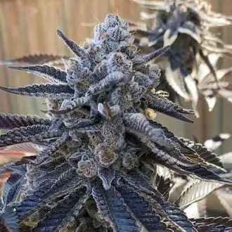 Bahama Berry cannabis seeds by Solfire Gardens