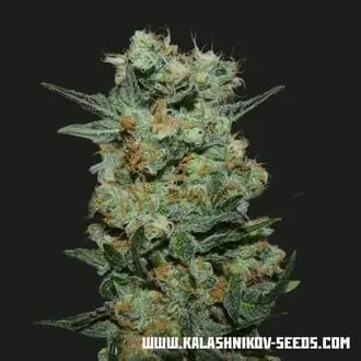 Baikal Express cannabis seeds by Kalashnikov Seeds