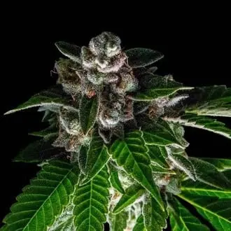 Bakers Delight cannabis seeds
