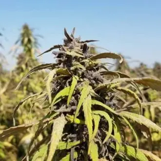 Bamiyan Buddha cannabis seeds by Afghan Seed Connection