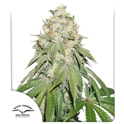 Banana Blaze cannabis seeds