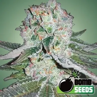 Banana Bomb cannabis seeds