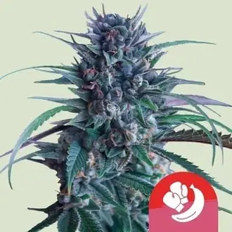 Banana Brawler cannabis seeds