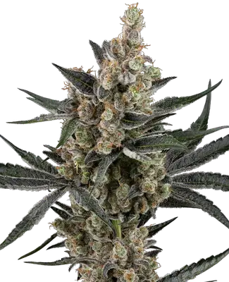 Banana Cake Pop cannabis seeds
