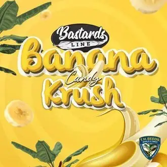 Banana Candy Krush cannabis seeds