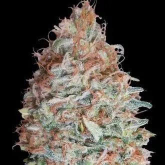 Banana Cookies cannabis seeds