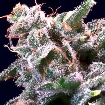 Banana Cream Sundae cannabis seeds