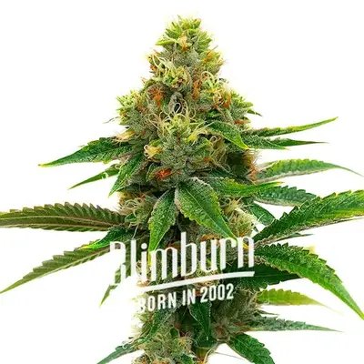 Banana Cream cannabis seeds