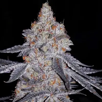 Banana Daddy R1 cannabis seeds