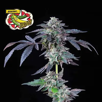 Banana Jealousy cannabis seeds