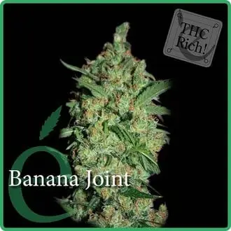 Banana Joint cannabis seeds by Elite Seeds