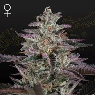 Banana Krumble cannabis seeds