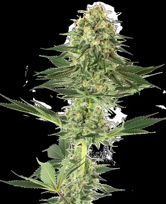 Banana Kush cannabis seeds