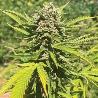 Banana Melt cannabis seeds by Humboldt Seed Company