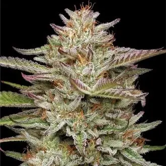 Banana OG cannabis seeds