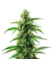 Banana Original Z cannabis seeds