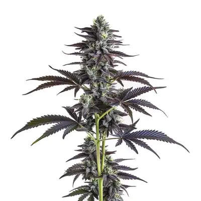 Banana Punch cannabis seeds