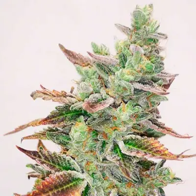 Banana Purp cannabis seeds