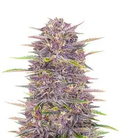 Banana Purple Punch cannabis seeds