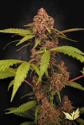 Banana Purple cannabis seeds