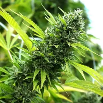 Banana Sapphire cannabis seeds
