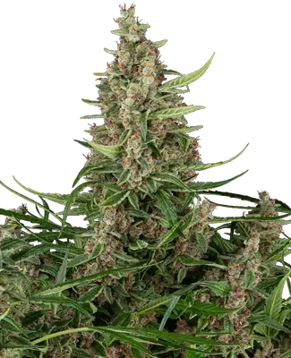 Banana Shake cannabis seeds