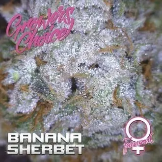 Banana Sherbet cannabis seeds