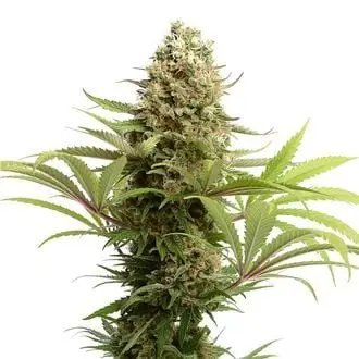 Banana Slush cannabis seeds by Amsterdam Genetics