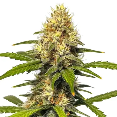 Banana Split cannabis seeds by Blimburn Seeds