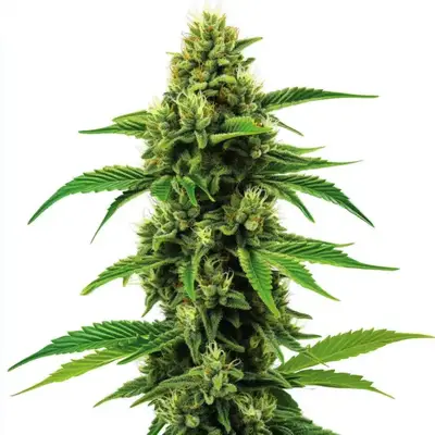 Banana Zkittlez cannabis seeds