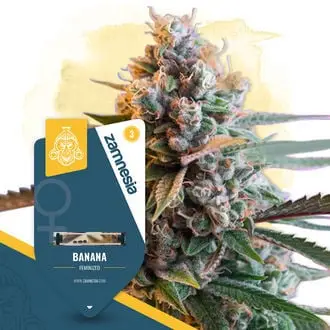 Banana cannabis seeds by Zamnesia Seeds