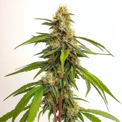 Banizzle cannabis seeds by Blimburn Seeds