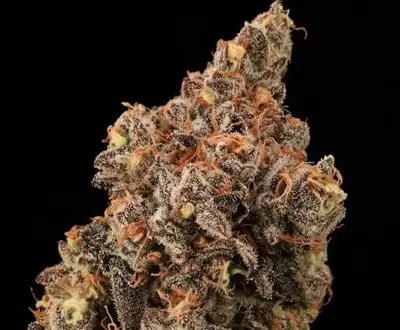 Banjerine Fast cannabis seeds