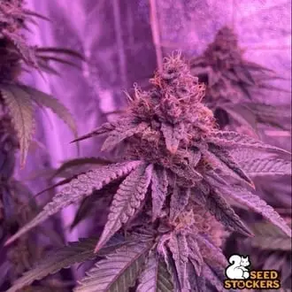 Barcelona Puff cannabis seeds by Seedstockers