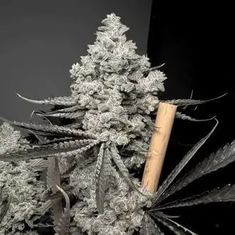 Barf Breath cannabis seeds by Solfire Gardens