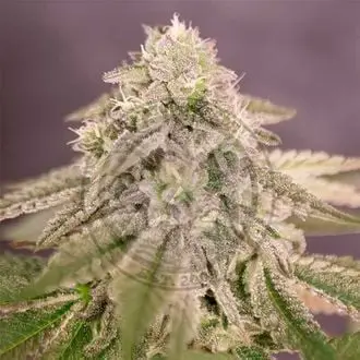 Bay Burger cannabis seeds by Delicious Seeds