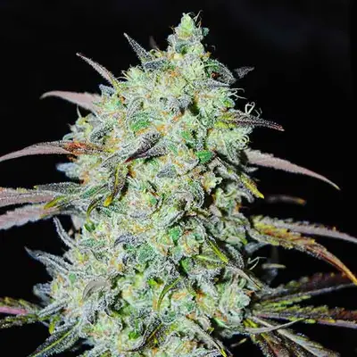 Bay Haze cannabis seeds by Delicious Seeds