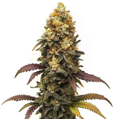 BC Diesel cannabis seeds by Blimburn Seeds