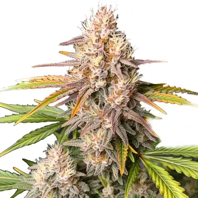 Bc God Bud cannabis seeds