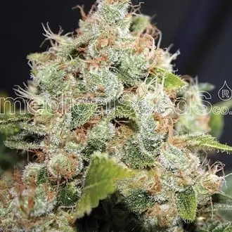 BCN Sour Diesel cannabis seeds