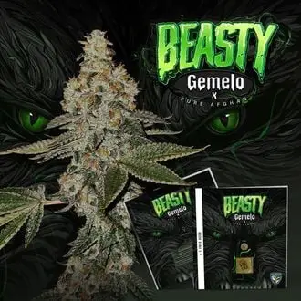 Beasty cannabis seeds by T.H. Seeds
